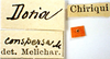 Other: !! display not done !! on Doriana conspersa (Walker, 1858): (Observation).
