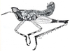 Parepisactus carinatus Giglio-Tos, 1898: Fig. 41. male habitus. (Otu).