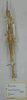 Lopaphus sumatranus (Redtenbacher, 1908): copyright MSNG. holotype female. (Otu).