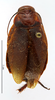 CollectionObject 1587239; MNHN(SF IMPORT DUPLICATE) MNHN-EP-EP1187, f9d5a9fd-16b3-4953-bdd2-007a6883ea4e: CC BY-NC-ND 4.0/MNHN - Depraetere Marion - 2014. Holotype, female, of variabilis Shelford, 1907. Specimen number: MNHN-EP-EP1187. http://coldb.mnhn.fr/catalognumber/mnhn/ep/ep1187. (CollectionObject).