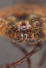 Other: !! display not done !! on Acmonia punctata Lallemand, 1959: (Observation).