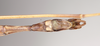 CollectionObject 1562018; NHMUK(SF IMPORT DUPLICATE) 844843, 02beb93f-6bb1-4187-93c6-68bcd0cf3f1c: copyright Natural History Museum, London. male: end of abdomen, ventral view of synonym Sipyloidea peelensis (holotype). (CollectionObject).