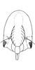 Head: !! display not done !! on Glossocratus foveolatus Fieber, 1866: Face. (Observation).