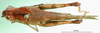 CollectionObject 1501449; 1d654f64-ee9a-48b7-bc89-fb754bd158ed, MfN 1683: male, dorsal view (holotype). (CollectionObject).