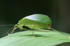 Ectomoptera nepicauda Ragge, 1980: 2013. female (E Usambara, Amani). (Otu).