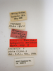 CollectionObject 1504675; f42de5c3-9e25-4862-8841-27df5bb880e4: female, labels (holotype of Greyacris variolosa). (CollectionObject).