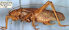 Sphaeropyga striolata (Redtenbacher, 1892): male (syntype). (Otu).