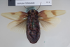 CollectionObject 1552815; NHMUK(SF IMPORT DUPLICATE) BMNH(E) 876001, 1b5ce553-4347-489d-aa76-6c34e5b711c8: Copyright NHM, London. Holotype female of synonym Panesthia hilaris, ventral view. (CollectionObject).