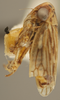 Habitus, lateral view on Ceratagallia bigeloviae (Baker, 1896): Lateral. (Observation).