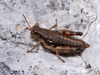 CollectionObject 1574084; b5f99c19-8a20-4e47-b750-1c5507e80d4b: female (Macedonia, Galicica Mts). (CollectionObject).