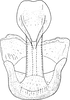Aedeagus, ventral view: !! display not done !! on Psammotettix sabulicola (Curtis, 1837): Aedeagus, ventral view. (Observation).