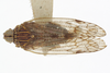 Habitus, dorsal view on Oecleus venosus Van Duzee, 1912: (Observation).