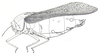 Pneumora inanis (Fabricius, 1775): Fig. 32.1. male (body length 62-67 mm, pronotum 23.5-27 mm, tegmina 61-67.5 mm). (Otu).