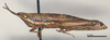 CollectionObject 1578636; a80aeadd-31ab-42f3-a341-c6bea33e6990: female, lateral view (paralectotype). (CollectionObject).