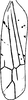 Forewing: !! display not done !! on Limassolla (Limassolla) varians (Ramakrishnan & Menon, 1972): Forewing. (Observation).