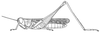 Metaxymecus gracilipes (Brancsik, 1895): Page 131, Figure 2. male habitus. (Otu).