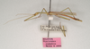 CollectionObject 1561988; 13fa6824-f69f-4ae5-9208-1d976b65fcb0: copyright ANIC, Canberra. male, lateral view of synonym Sipyloidea ovabdita (holotype). (CollectionObject).