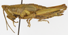 CollectionObject 1568953; 0eeee042-cd8c-4b75-9192-7c3e8f58a7f9: female, lateral view (allotype of Cawendia hebardi). (CollectionObject).