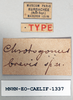 CollectionObject 1535529; 862c7d96-6fd4-4214-b76b-e60ee36b0e14: female, labels (holotype of Chrotogonus brevis). (CollectionObject).