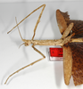 CollectionObject 1557425; 2b097204-6d6d-41fd-a339-280c85ea5c04: copyright ZMB, Berlin. female: head and thorax of synonym Haplopus ceratophyllus (syntype). (CollectionObject).;CollectionObject 1557426; c4b643df-7950-47f4-b9fd-d880ccb56f72: copyright ZMB, Berlin. female: head and thorax of synonym Haplopus ceratophyllus (syntype). (CollectionObject).
