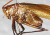 CollectionObject 1566593; NMW 5341, c17a3797-a41c-45be-ba92-fdb0cce8f145: male, lateral view. (CollectionObject).