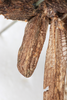 CollectionObject 1562368; NMW 239, d1bbf7c6-0c05-446f-8d0e-e5eab577847c: copyright NMW, Vienna. female forewing (holotype). (CollectionObject).