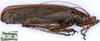 CollectionObject 1531920; NMW 24532, 86765731-e54b-479d-92bd-42627474fe07: male, lateral view (holotype). (CollectionObject).