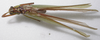 CollectionObject 1536446; 7fbb12e7-3b5b-4ef4-85fe-9ab3e1be4567: male, dorsal view (holotype). (CollectionObject).