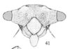 Head: !! display not done !! on Microcentrus caryae (Fitch, 1851): (Observation).
