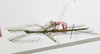 CollectionObject 1557325; NMW 657, 021f09b1-b91a-419e-8408-6361426aeb65: copyright NMW, Vienna. male, dorsal view (holotype). (CollectionObject).