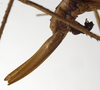 CollectionObject 1529710; faeb9ada-95c7-46dc-8b5d-577a87d5428f: female ovipositor (holotype). (CollectionObject).
