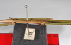 CollectionObject 1557137; b9e8cfd5-2703-4de1-a0f4-5eed5fa3f775: copyright ZMB, Berlin. male: mid body, lateral view (syntype). (CollectionObject).;CollectionObject 1557138; 5fc68556-22dd-4594-bd84-d4e4150cbe92: copyright ZMB, Berlin. male: mid body, lateral view (syntype). (CollectionObject).