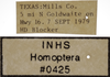 Other on Athysanella (Pectinapyga) texana (Osborn, 1930): Labels - Female. (Observation).