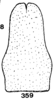 Subgenital plate: (Observation).