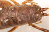 CollectionObject 1531305; a1cc15af-0db5-49c5-8bf9-5d9f54176488: female, dorsal view (syntype). (CollectionObject).
