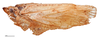 Habitus, lateral view: (Observation).