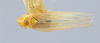 Habitus, dorsal view: (Observation).