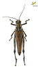 CollectionObject 1861680; Unioeste Cascavel K-0564, a9c3c7e1-329f-4149-aa9b-ccc3204b71fd: Female. Dorsal view. (CollectionObject).