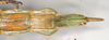 CollectionObject 1558955; NHMUK(SF IMPORT DUPLICATE) 845032-845033, 4e8d0c27-a64b-4074-a309-7ee10b0cb76a: copyright Natural History Museum, London. female: end of abdomen, ventral view (syntype). (CollectionObject).
