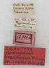 labels. Depicts CollectionObject 1522526; f2bcfbee-67b5-41ed-8dd7-885de5910825, a CollectionObject.