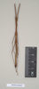 CollectionObject 1562906; 7c1a79dd-1533-4c80-b7c0-b10fd6b42064: copyright Natural History Museum, London. male (paratype). (CollectionObject).;CollectionObject 1562907; 5c2e562d-bb7a-40c9-9f68-656fff8c26e2: copyright Natural History Museum, London. male (paratype). (CollectionObject).