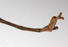 CollectionObject 1558347; 233e2e3a-59b8-4308-92ca-eb7f4328a712: copyright ZMHB, Berlin. male: end of abdomen, lateral view (holotype). (CollectionObject).