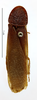 Cyrtotria gracilis (Burmeister, 1838): CC BY-NC-ND 4.0/MNHN - Depraetere Marion - 2014. Type, male, of duchaillui Rehn, 1937. Specimen number: MNHN-EP-EP1021. http://coldb.mnhn.fr/catalognumber/mnhn/ep/ep1021. (Otu).