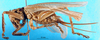 CollectionObject 1500168; 3b171173-ff6a-4c20-b9f9-6856ef12bd45, MfN 1104: female, lateral view (holotype). (CollectionObject).