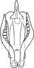 Aedeagus, ventral view on Empoascanara (Empoascanara) caespitis Dworakowska & Trolle, 1976: Aedeagus, ventral view. (Observation).