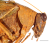 Elbenia makilingae Hebard, 1922: male, head and pronotum lateral view, scale bar: 2 mm, Mount Makiling, UPLBMNH Need ID verification. (Otu).