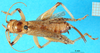 CollectionObject 1502288; f4dba66e-d744-447c-9ff2-89fcfba7f4d3: female, dorsal view. (CollectionObject).