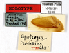 CollectionObject 1587268; MNHN(SF IMPORT DUPLICATE) MNHN-EP-EP1180, c7af4e01-cc24-46e8-b6e9-e1d16e4c0fbb: CC BY-NC-ND 4.0/MNHN - Depraetere Marion - 2014. Holotype, male, of trochaini Chopard, 1952. Specimen number: MNHN-EP-EP1180. http://coldb.mnhn.fr/catalognumber/mnhn/ep/ep1180. (CollectionObject).
