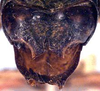 CollectionObject 1517156; 9b3ff6ea-0d34-49bd-8ac5-ea160238c945: male abdomen tip (holotype). (CollectionObject).
