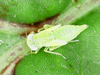 FieldOccurrence 4861; cbd9ac2b-8958-4333-bfae-aaabae86634f; Taiwan: Taiwan: Kaohsiung
Kaohsiung, TW-KH, TW, 2023/12/13
余世文: (FieldOccurrence).